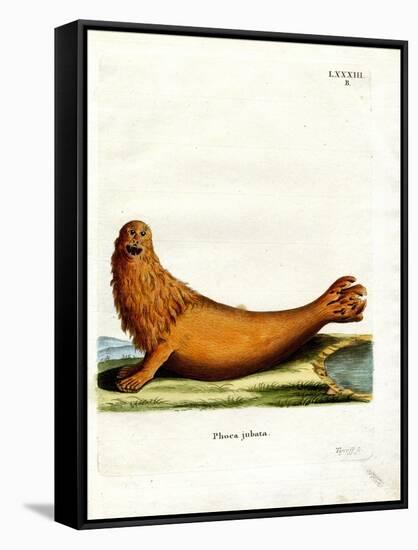 Steller Sea Lion-null-Framed Stretched Canvas