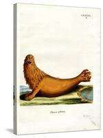 Steller Sea Lion-null-Stretched Canvas