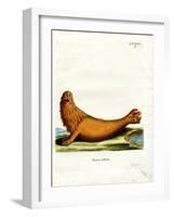 Steller Sea Lion-null-Framed Giclee Print