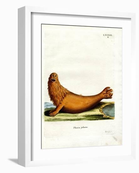 Steller Sea Lion-null-Framed Giclee Print