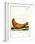 Steller Sea Lion-null-Framed Giclee Print