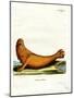 Steller Sea Lion-null-Mounted Giclee Print