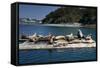 Steller Sea Lions (Eumetopias Jubatus), Kodiak Island, Alaska, USA-Roddy Scheer-Framed Stretched Canvas