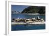 Steller Sea Lions (Eumetopias Jubatus), Kodiak Island, Alaska, USA-Roddy Scheer-Framed Photographic Print