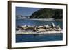 Steller Sea Lions (Eumetopias Jubatus), Kodiak Island, Alaska, USA-Roddy Scheer-Framed Photographic Print