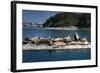 Steller Sea Lions (Eumetopias Jubatus), Kodiak Island, Alaska, USA-Roddy Scheer-Framed Photographic Print