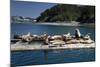 Steller Sea Lions (Eumetopias Jubatus), Kodiak Island, Alaska, USA-Roddy Scheer-Mounted Photographic Print