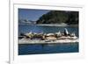 Steller Sea Lions (Eumetopias Jubatus), Kodiak Island, Alaska, USA-Roddy Scheer-Framed Photographic Print