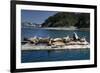 Steller Sea Lions (Eumetopias Jubatus), Kodiak Island, Alaska, USA-Roddy Scheer-Framed Photographic Print