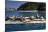 Steller Sea Lions (Eumetopias Jubatus), Kodiak Island, Alaska, USA-Roddy Scheer-Mounted Photographic Print