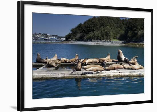 Steller Sea Lions (Eumetopias Jubatus), Kodiak Island, Alaska, USA-Roddy Scheer-Framed Photographic Print