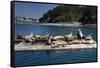 Steller Sea Lions (Eumetopias Jubatus), Kodiak Island, Alaska, USA-Roddy Scheer-Framed Stretched Canvas