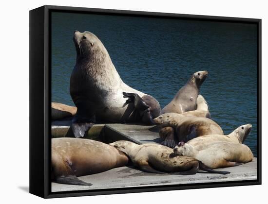 Steller Sea Lions (Eumetopias Jubatus), Kodiak Island, Alaska, USA-Roddy Scheer-Framed Stretched Canvas