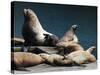 Steller Sea Lions (Eumetopias Jubatus), Kodiak Island, Alaska, USA-Roddy Scheer-Stretched Canvas