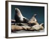 Steller Sea Lions (Eumetopias Jubatus), Kodiak Island, Alaska, USA-Roddy Scheer-Framed Photographic Print