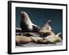 Steller Sea Lions (Eumetopias Jubatus), Kodiak Island, Alaska, USA-Roddy Scheer-Framed Photographic Print