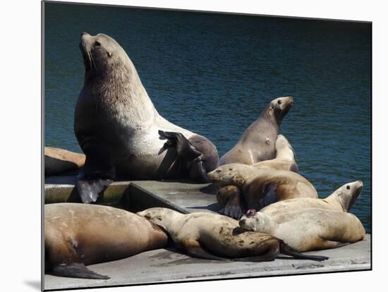 Steller Sea Lions (Eumetopias Jubatus), Kodiak Island, Alaska, USA-Roddy Scheer-Mounted Photographic Print