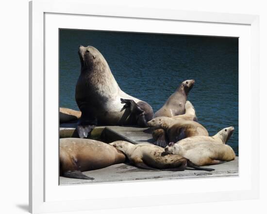 Steller Sea Lions (Eumetopias Jubatus), Kodiak Island, Alaska, USA-Roddy Scheer-Framed Photographic Print