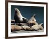 Steller Sea Lions (Eumetopias Jubatus), Kodiak Island, Alaska, USA-Roddy Scheer-Framed Photographic Print