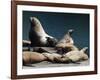 Steller Sea Lions (Eumetopias Jubatus), Kodiak Island, Alaska, USA-Roddy Scheer-Framed Photographic Print