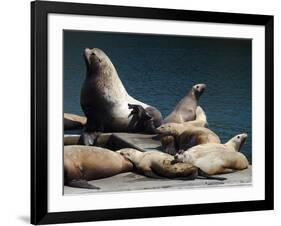 Steller Sea Lions (Eumetopias Jubatus), Kodiak Island, Alaska, USA-Roddy Scheer-Framed Photographic Print