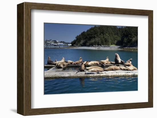 Steller Sea Lions (Eumetopias Jubatus), Kodiak Island, Alaska, USA-Roddy Scheer-Framed Photographic Print