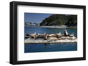 Steller Sea Lions (Eumetopias Jubatus), Kodiak Island, Alaska, USA-Roddy Scheer-Framed Photographic Print