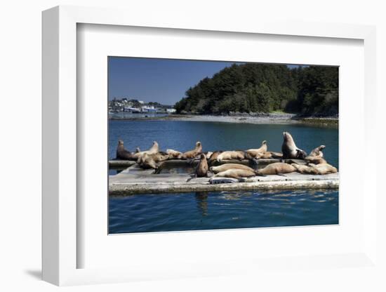 Steller Sea Lions (Eumetopias Jubatus), Kodiak Island, Alaska, USA-Roddy Scheer-Framed Photographic Print