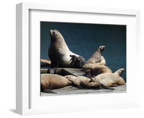 Steller Sea Lions (Eumetopias Jubatus), Kodiak Island, Alaska, USA-Roddy Scheer-Framed Photographic Print