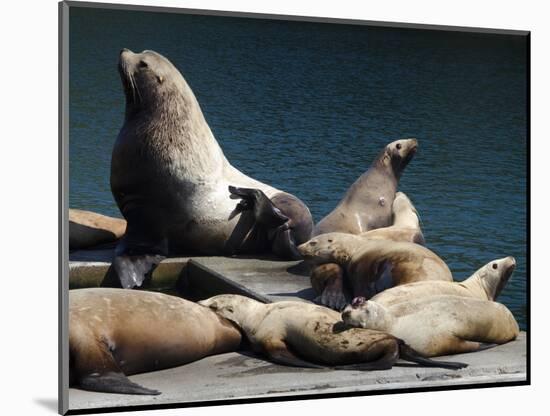 Steller Sea Lions (Eumetopias Jubatus), Kodiak Island, Alaska, USA-Roddy Scheer-Mounted Photographic Print