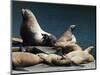 Steller Sea Lions (Eumetopias Jubatus), Kodiak Island, Alaska, USA-Roddy Scheer-Mounted Photographic Print