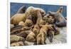 Steller sea lions, Glacier Bay National Park and Preserve, Alaska-Art Wolfe-Framed Photographic Print