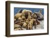 Steller sea lions, Glacier Bay National Park and Preserve, Alaska-Art Wolfe-Framed Photographic Print