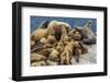 Steller sea lions, Glacier Bay National Park and Preserve, Alaska-Art Wolfe-Framed Photographic Print