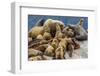 Steller sea lions, Glacier Bay National Park and Preserve, Alaska-Art Wolfe-Framed Photographic Print