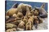 Steller sea lions, Glacier Bay National Park and Preserve, Alaska-Art Wolfe-Stretched Canvas