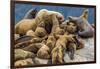 Steller sea lions, Glacier Bay National Park and Preserve, Alaska-Art Wolfe-Framed Premium Photographic Print