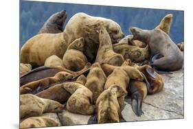 Steller sea lions, Glacier Bay National Park and Preserve, Alaska-Art Wolfe-Mounted Premium Photographic Print