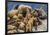 Steller sea lions, Glacier Bay National Park and Preserve, Alaska-Art Wolfe-Framed Premium Photographic Print