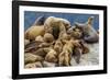 Steller sea lions, Glacier Bay National Park and Preserve, Alaska-Art Wolfe-Framed Photographic Print