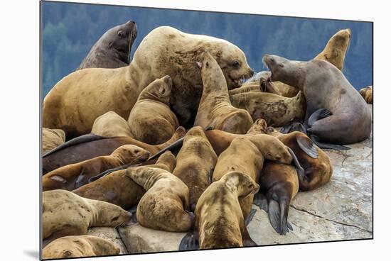 Steller sea lions, Glacier Bay National Park and Preserve, Alaska-Art Wolfe-Mounted Photographic Print