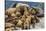 Steller sea lions, Glacier Bay National Park and Preserve, Alaska-Art Wolfe-Stretched Canvas