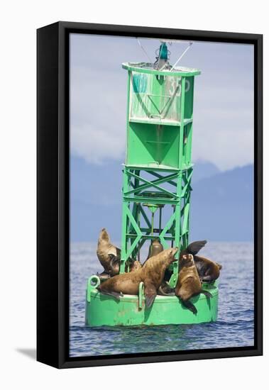 Steller Sea Lions on Buoy in Alaska-null-Framed Stretched Canvas