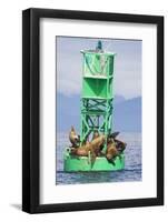 Steller Sea Lions on Buoy in Alaska-null-Framed Photographic Print