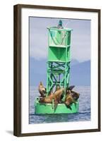 Steller Sea Lions on Buoy in Alaska-null-Framed Photographic Print