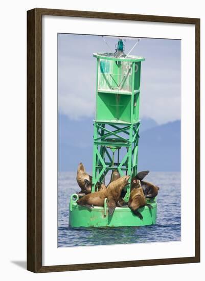 Steller Sea Lions on Buoy in Alaska-null-Framed Photographic Print