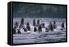 Steller Sea Lions Swimming in Alaska-null-Framed Stretched Canvas