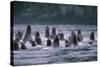 Steller Sea Lions Swimming in Alaska-null-Stretched Canvas