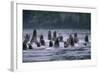 Steller Sea Lions Swimming in Alaska-null-Framed Photographic Print
