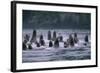 Steller Sea Lions Swimming in Alaska-null-Framed Photographic Print